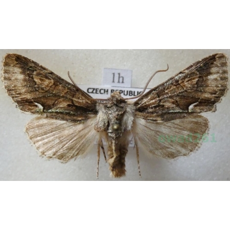 Allophyes oxyacanthae (Linnaeus, 1758) Kremata głogówka Czech1h